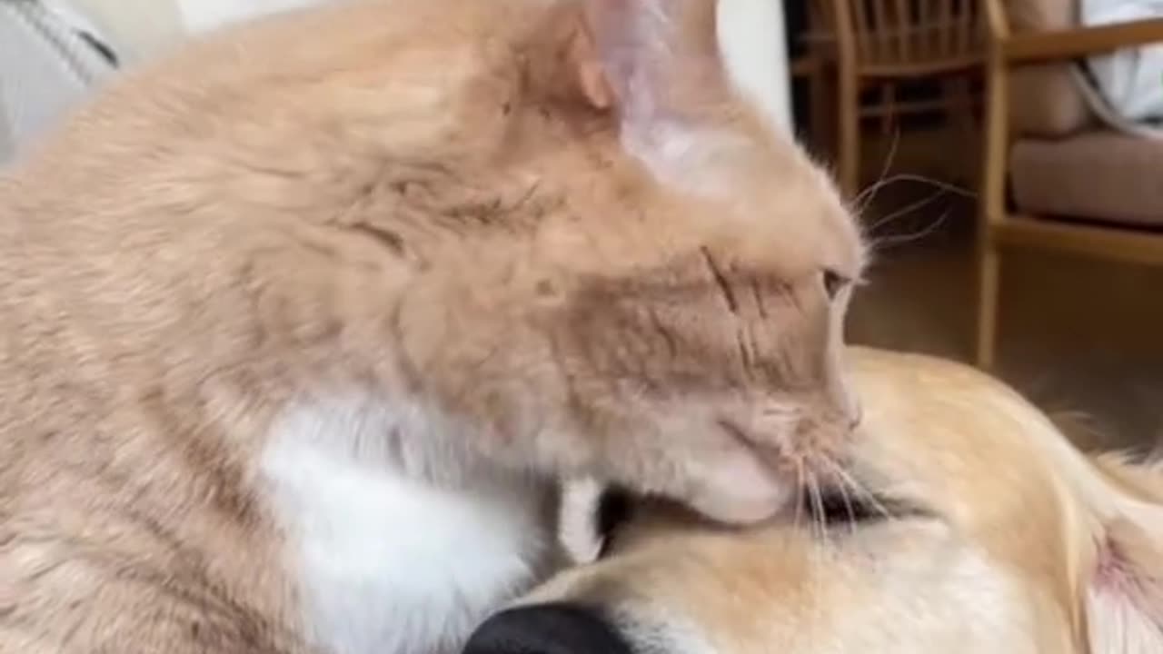 cute animals