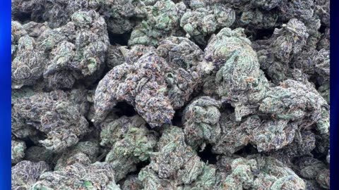 Blue Jam THCa Flower | ~30% Indica Hybrid | Sweet Blueberry, Berry Gas, Euphoric, Relaxed-Bulk #thca