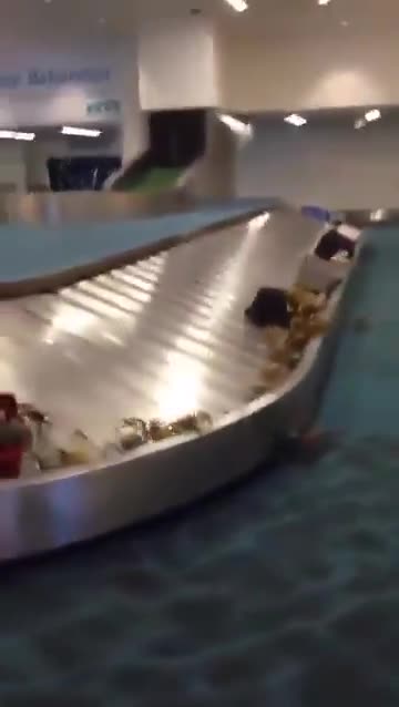 Someone put crabs in their luggage