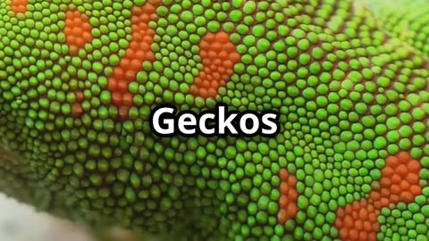 🦎✨ The Amazing Gecko A Real Life Wall Crawler! 🦎🏠🧗‍♂️