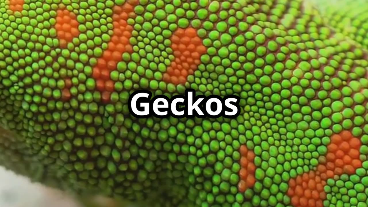 🦎✨ The Amazing Gecko A Real Life Wall Crawler! 🦎🏠🧗‍♂️