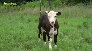 🥛 La vaca Holstein: la reina de la leche en el mundo 🌎🐄