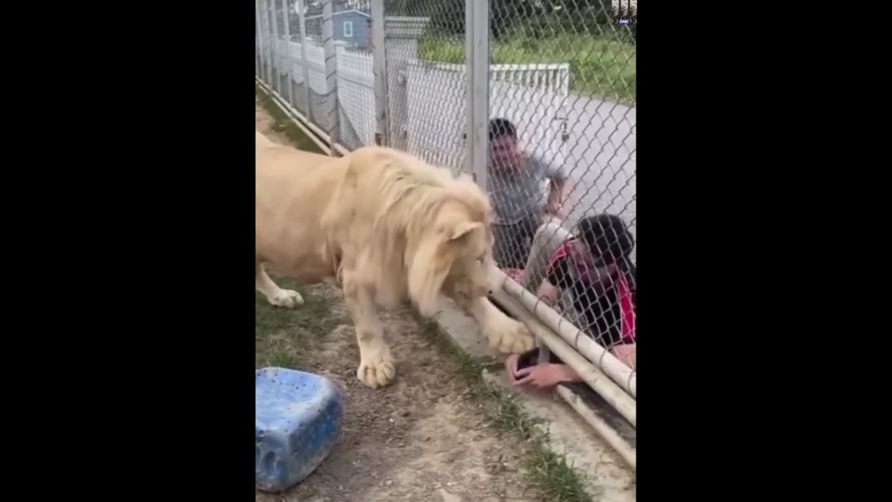 Lion politely insists visitors obey the rules - Please don't do this.