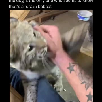 Doggie: Human, That's A Bobcat!