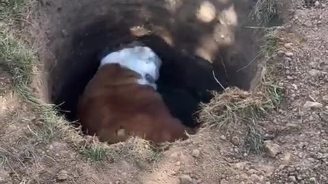 😂😭 This Dog's Life is a Rollercoaster! | FunFM