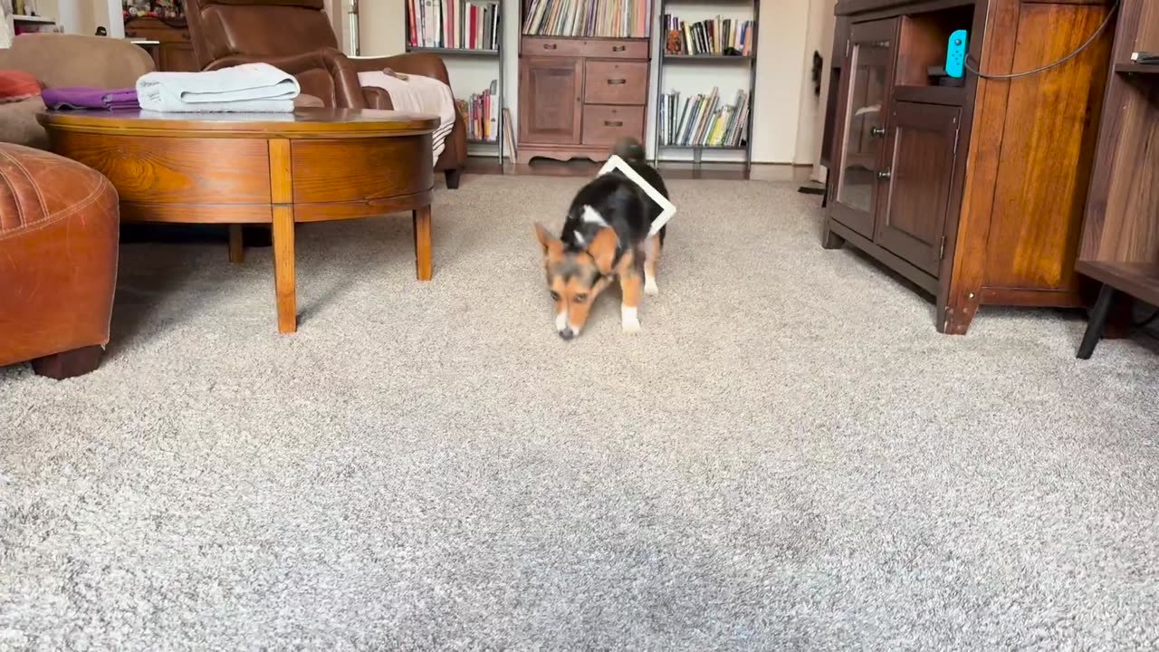😂🐾 You Won't Believe How He Tries to Fit Now! | FunFM