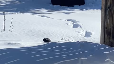 Moose Takes Nap in Backyard