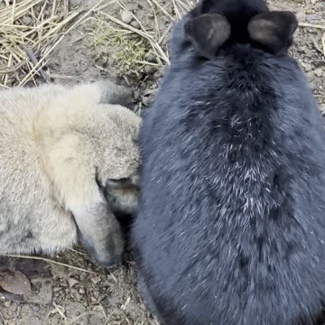 Soft Brown Bunny Exploring the Yard 🌾