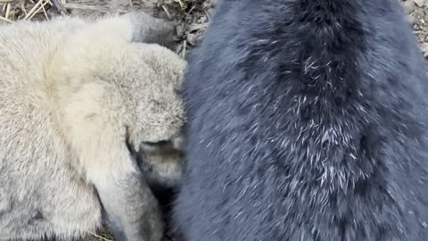 Soft Brown Bunny Exploring the Yard 🌾