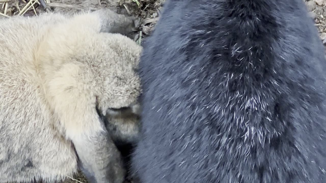 Soft Brown Bunny Exploring the Yard 🌾