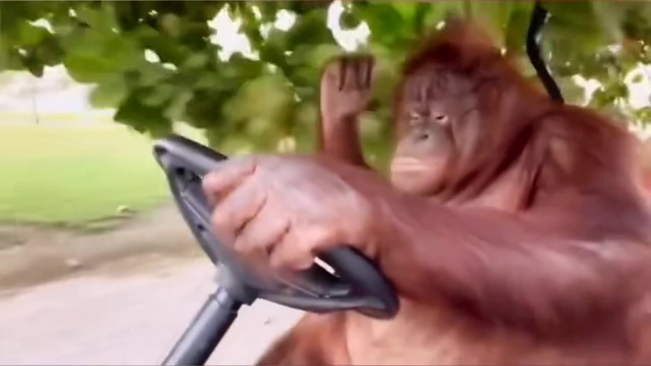 Does this gorilla's working style remind you of yourself?