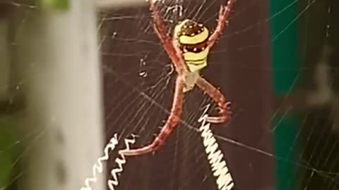 Strange Spider