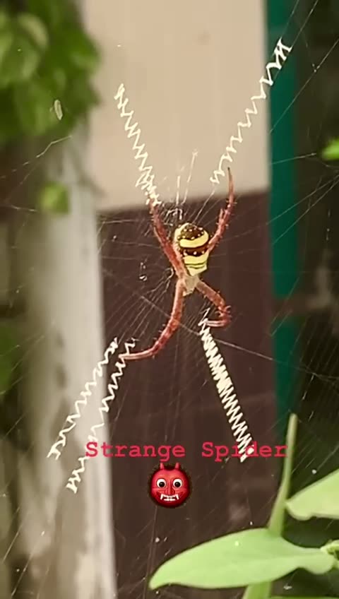 Strange Spider