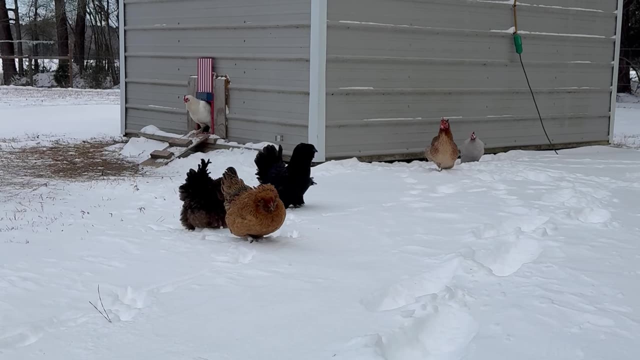 Chicken Protests Snows by Tackling Owner