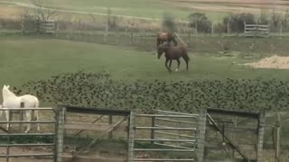 🐎🐦 Horse Playing with Birds! | FunFM