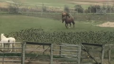 🐎🐦 Horse Playing with Birds! | FunFM