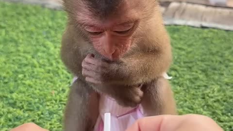 Drink milk #trending #monkey #youtubeshorts #pets #shorts #viralreels #funny #cute #tiktok #video