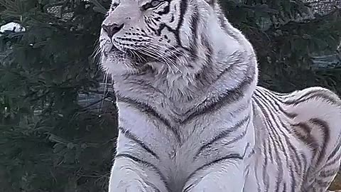 Rarest Animals On Earth🌍