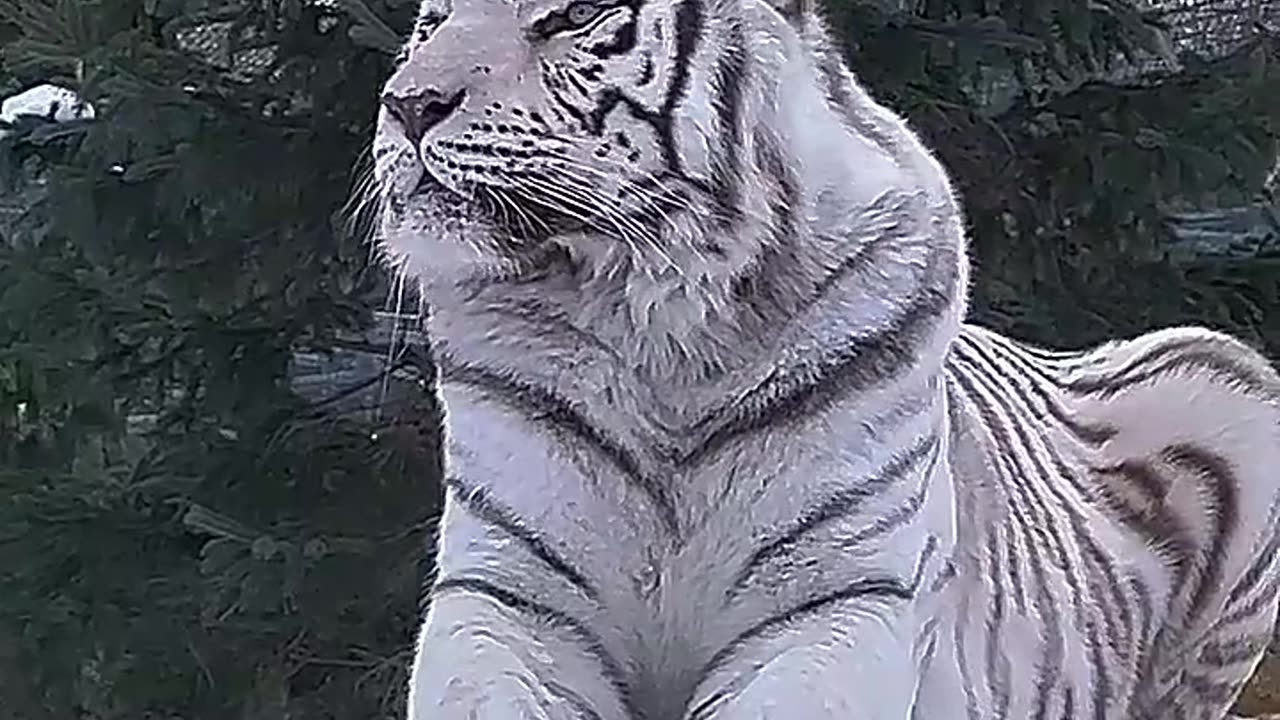 Rarest Animals On Earth🌍