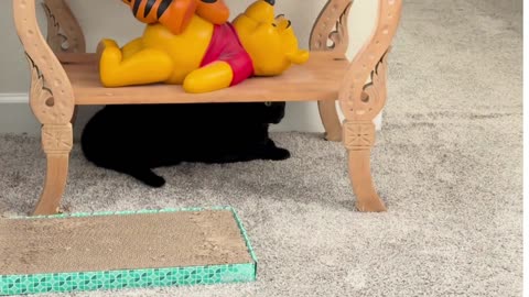 Cute Precious Piper Enjoys Her Hiding Spot - My Adopted Shelter Cat Vlog