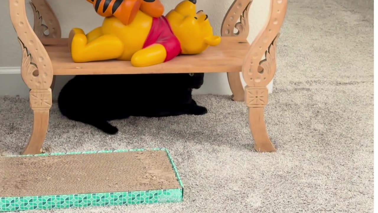 Cute Precious Piper Enjoys Her Hiding Spot - My Adopted Shelter Cat Vlog