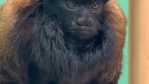 🌿🐒 Fewer Than 2,500 Black Bearded Saki Monkeys Left! | FeedMyCuriosity