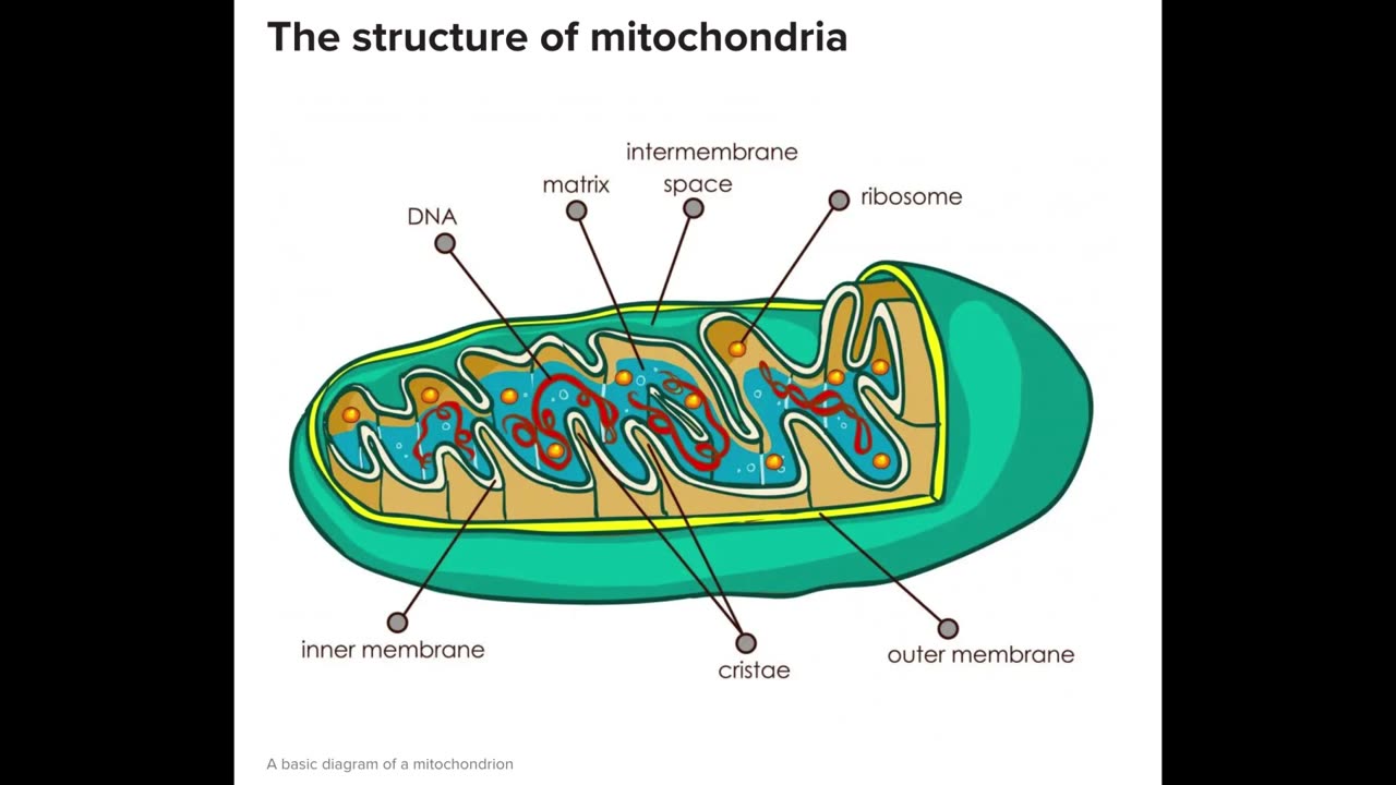 Dr. Jeff Sullender on Mitochondria - 02/21/25