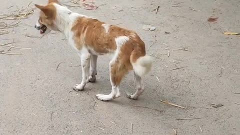 How to teach your dog to dance