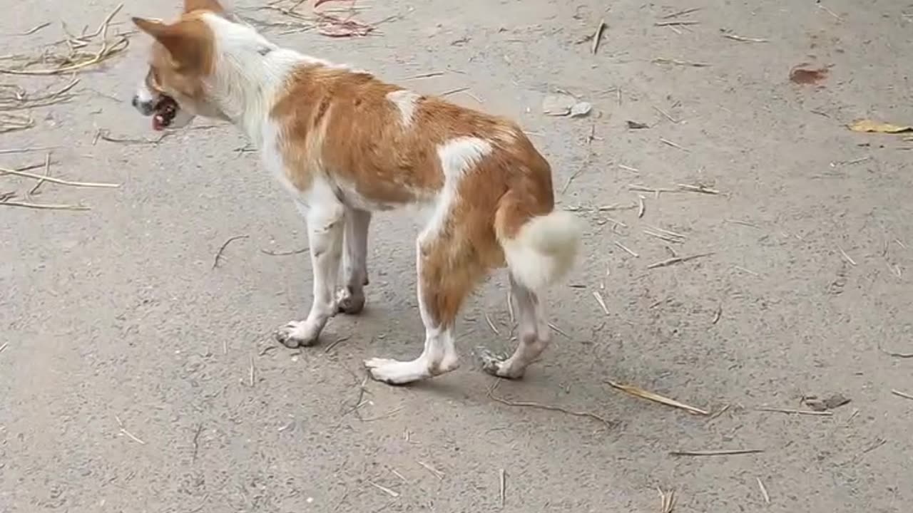 How to teach your dog to dance