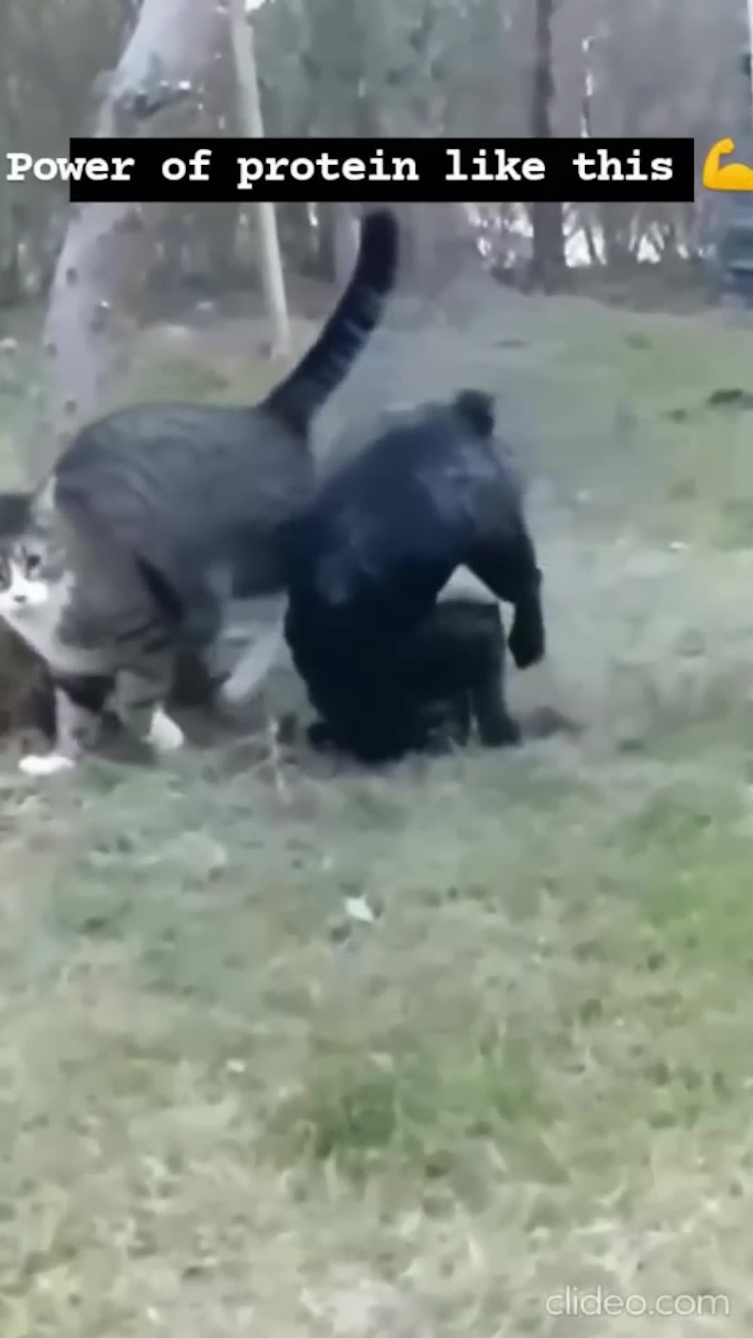 Tv - Entertainment, AMAZING 🔥 Top Videos You Have to See to Believe 💯 2026/2027