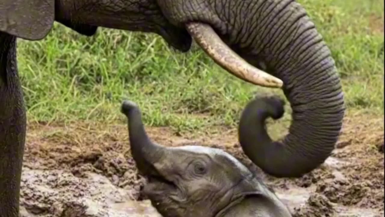 Elephant Pulls Baby Elephant from Deep Mud #viral #elephant #cute #fyp #elephant