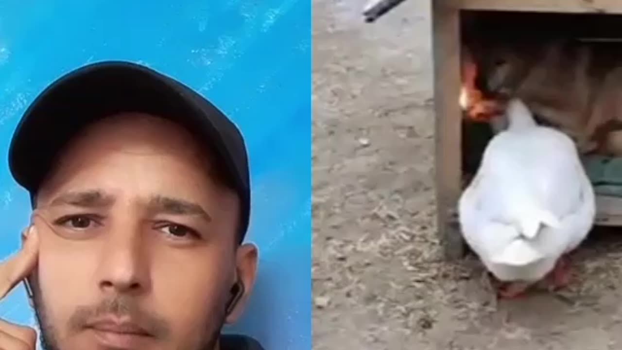 Funnest videos cat and dog