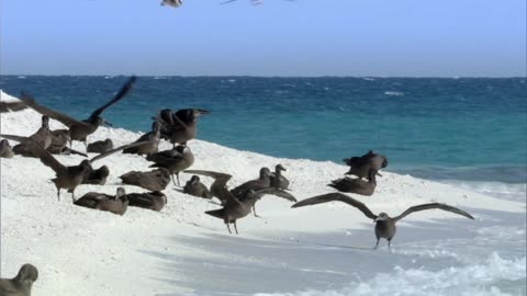 Juzny Pacifik-3 Nekonecna modra