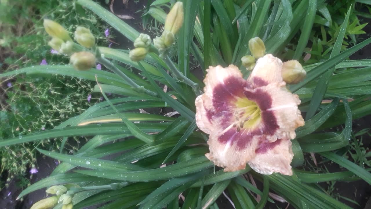 Daylily in leaves