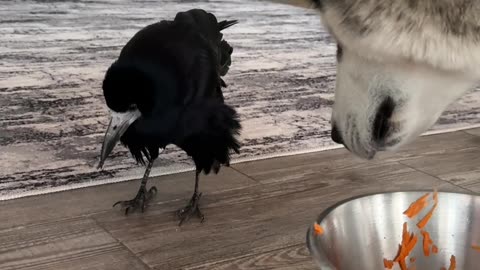 Rook Takes Food From Malamute