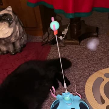 Persephone plays with new toys