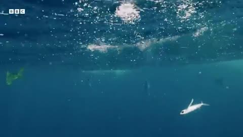 The Greatest Fights In The Animal Kingdom ( part 4 )