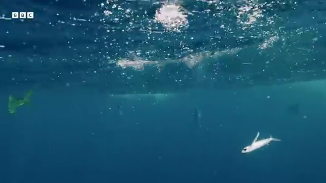 The Greatest Fights In The Animal Kingdom ( part 4 )