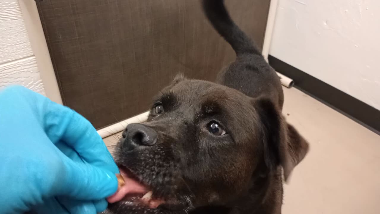 Rufus 9y A849852@TRN, from kennel 126 PACC shelter he's new 2 me & we are finding our way20251123646