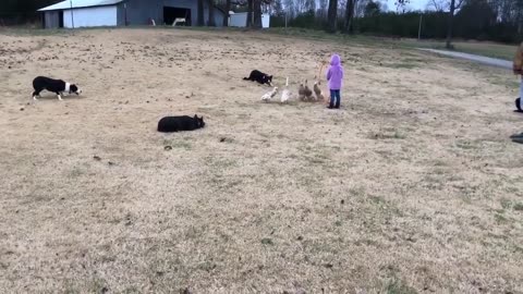 😮🐶 Watch These Amazing Dogs Herd Ducks Using Whistle Commands! | FeedMyCuriosity