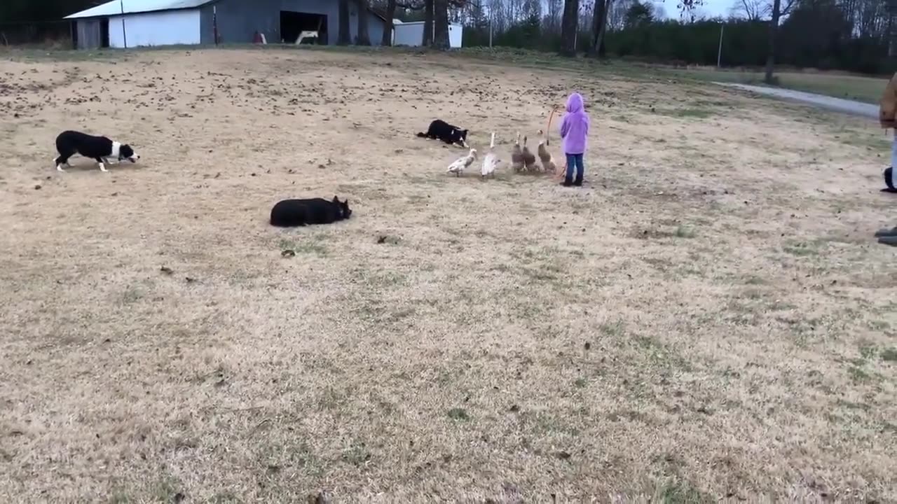😮🐶 Watch These Amazing Dogs Herd Ducks Using Whistle Commands! | FeedMyCuriosity