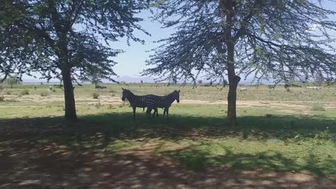 Zebras grazing at lake naivasha