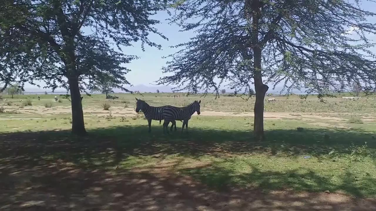 Zebras grazing at lake naivasha