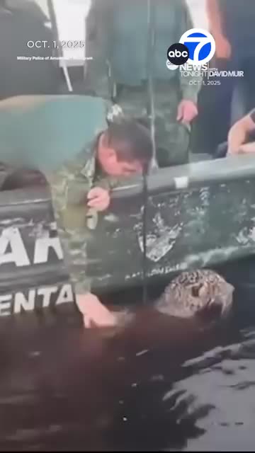 WOUNDED JAGUAR RESCUED FROM WATER