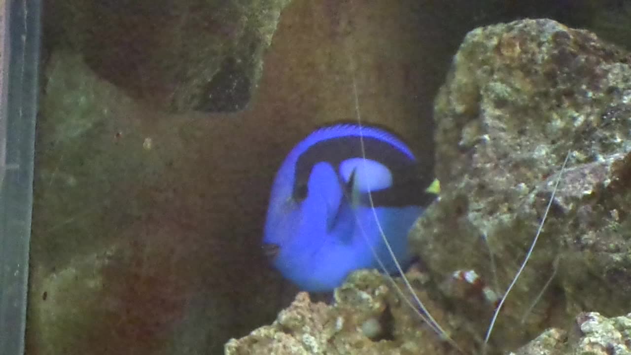 Tang fish swimming about