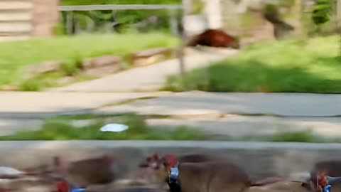 The Future of Delivery