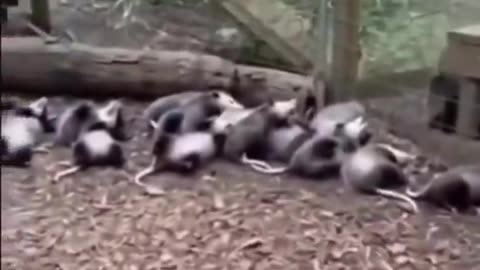 Possum avoids a danger by pretending to be dead, is the essence of nature...🤣