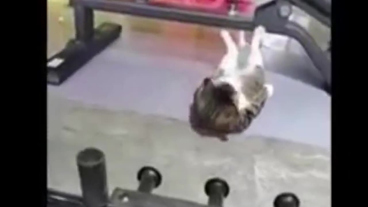 Cute Cats funny reactions