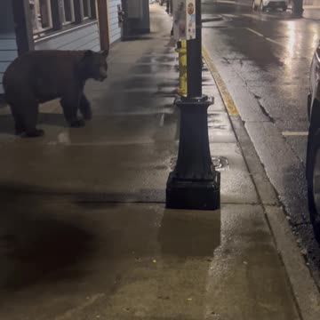 Musician Nipped by Black Bear in Juneau, Alaska thumbnail