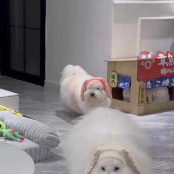 Adorable Cotton Veil Dogs in Action